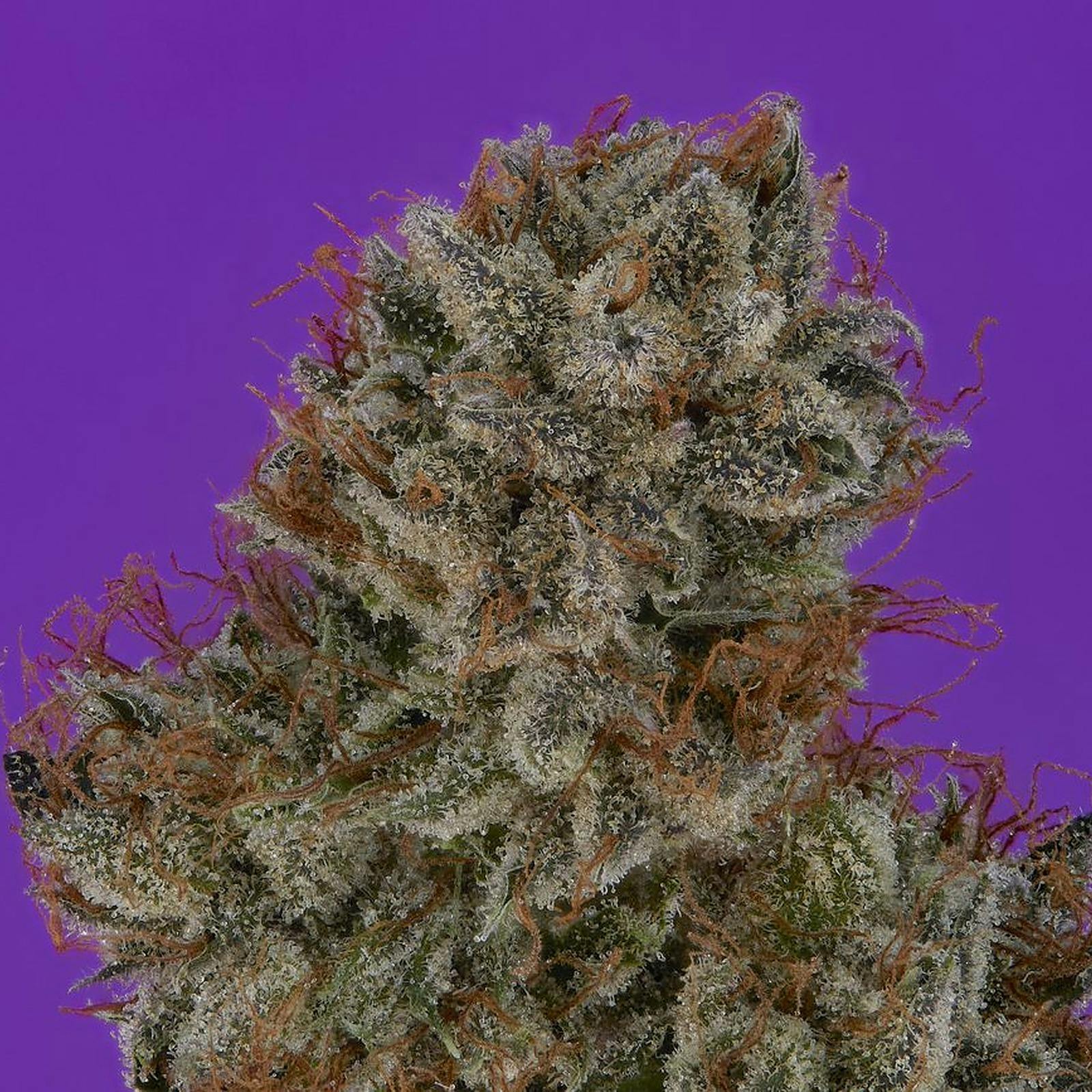 Coastal OG